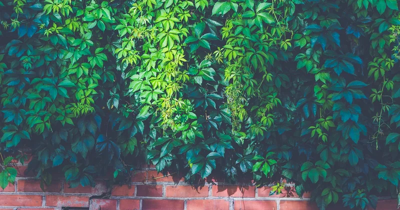 Plantes de balcon plein soleil, sans arrosage et résistantes au vent